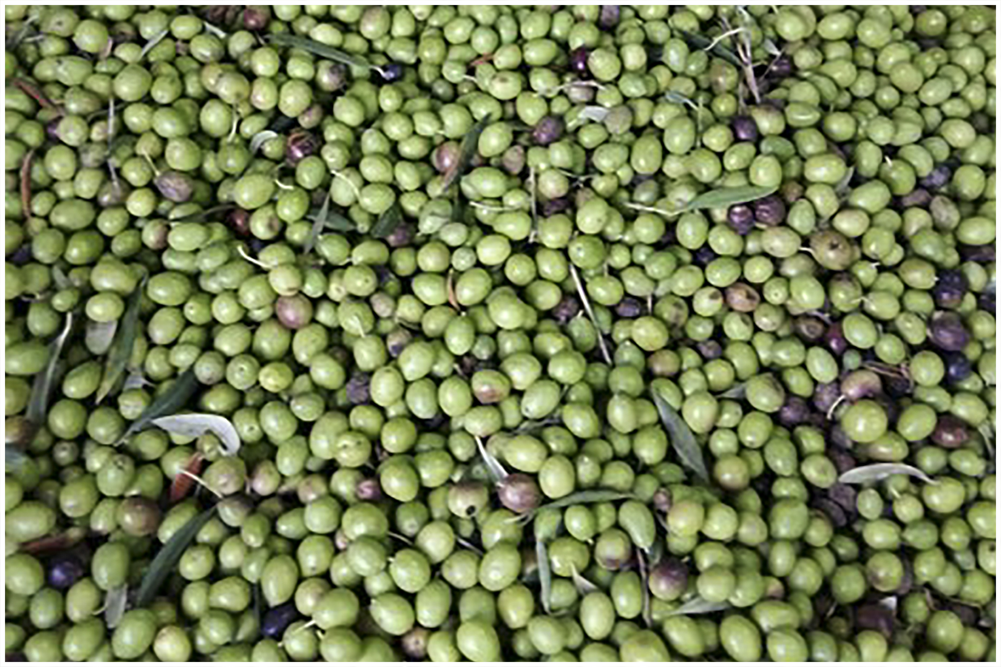 olives3.jpg